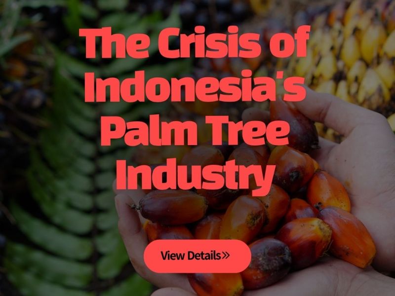 The Crisis of Indonesia’s Palm Tree&nbsp;Industry
